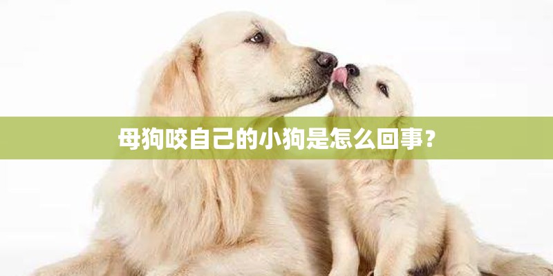 母狗咬自己的小狗是怎么回事? 母狗咬自己的小狗是怎么回事?