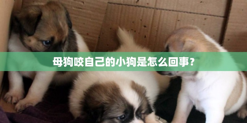 母狗咬自己的小狗是怎么回事? 母狗咬自己的小狗是怎么回事?