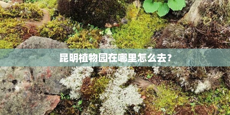 昆明植物园在哪里怎么去？