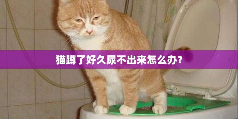 猫蹲了好久尿不出来怎么办？