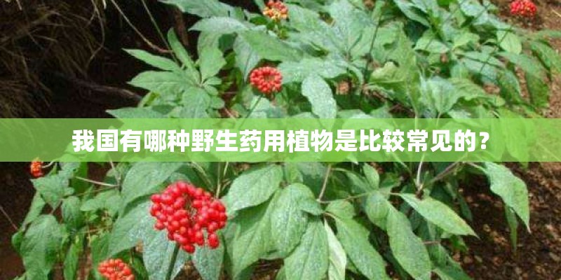 我国有哪种野生药用植物是比较常见的？