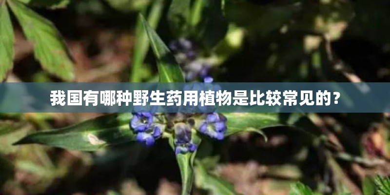 我国有哪种野生药用植物是比较常见的？