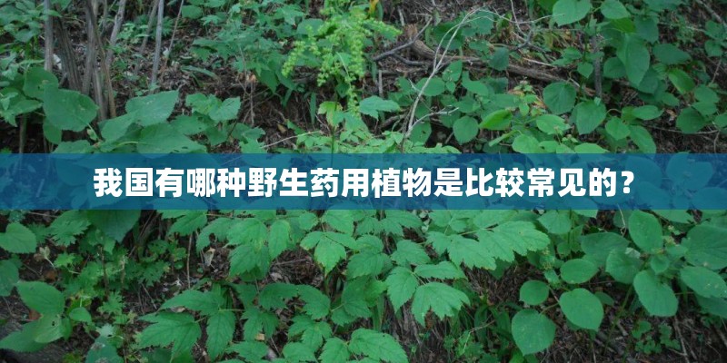 我国有哪种野生药用植物是比较常见的？