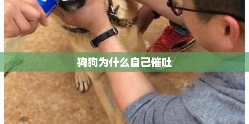 狗狗为什么自己催吐