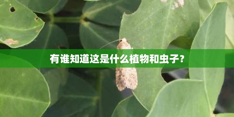 有谁知道这是什么植物和虫子？