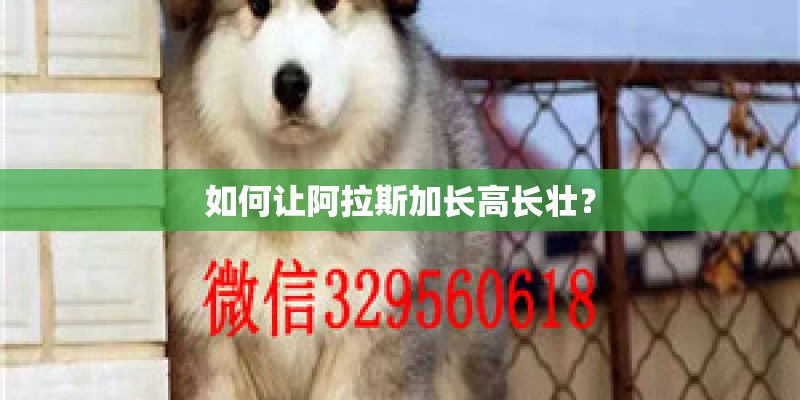 如何让阿拉斯加长高长壮？