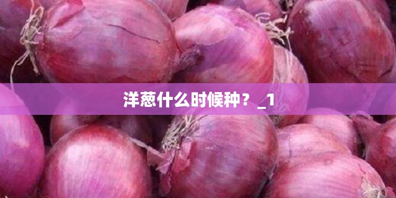 洋葱什么时候种？_1