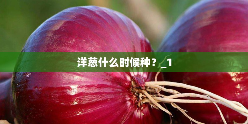 洋葱什么时候种？_1