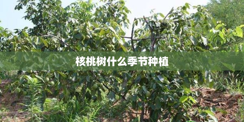 核桃树什么季节种植