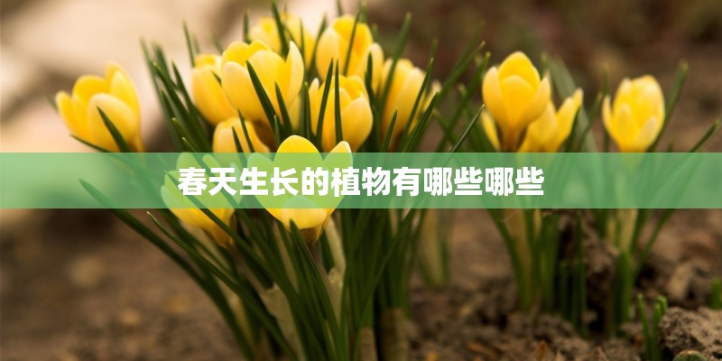 春天生长的植物有哪些哪些