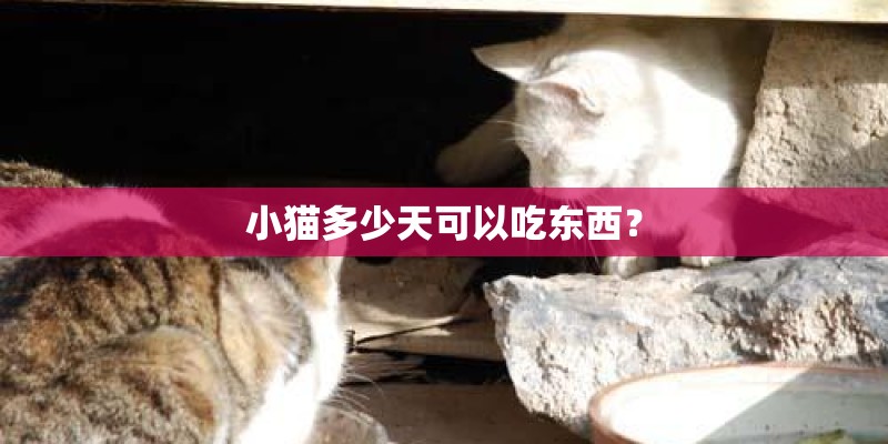小猫多少天可以吃东西？