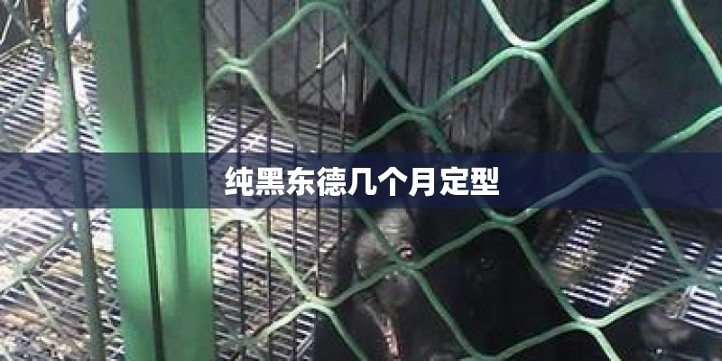 纯黑东德几个月定型