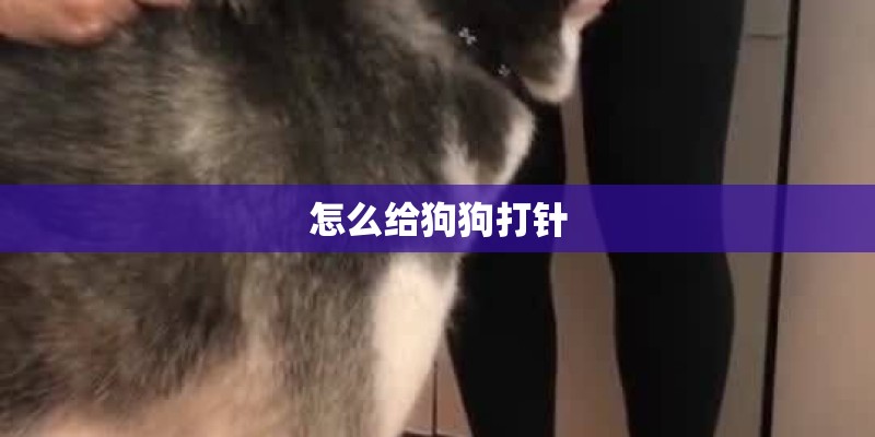 怎么给狗狗打针
