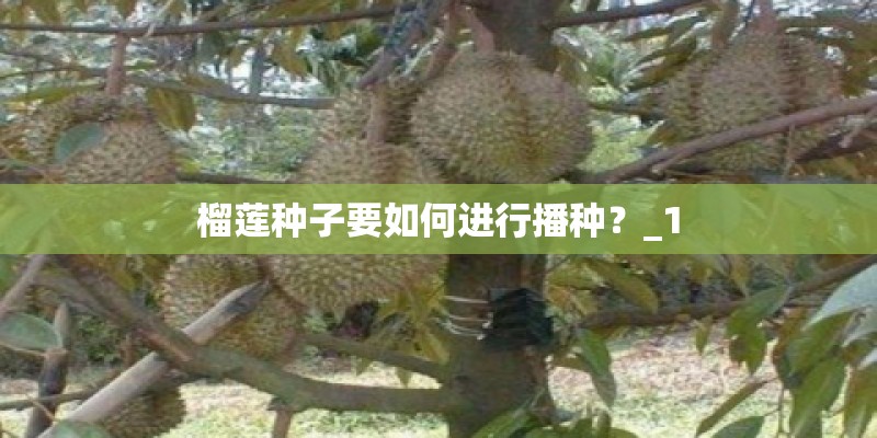 榴莲种子要如何进行播种？_1
