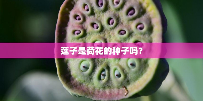 莲子是荷花的种子吗？