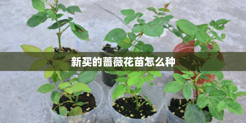 新买的蔷薇花苗怎么种