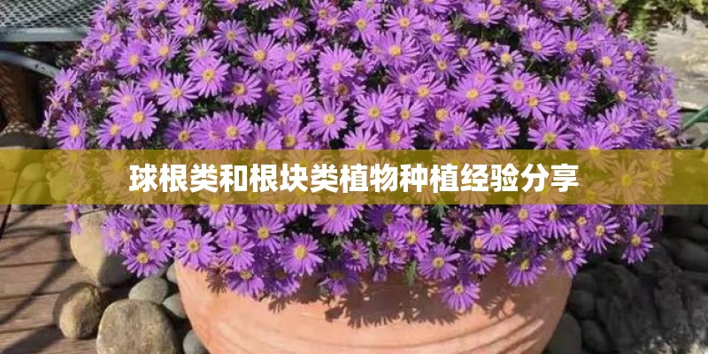 球根类和根块类植物种植经验分享