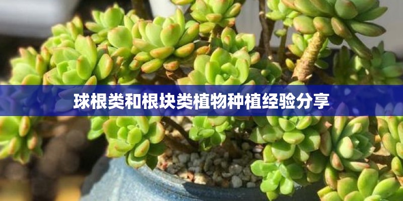 球根类和根块类植物种植经验分享