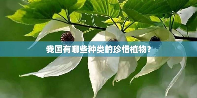 我国有哪些种类的珍惜植物？