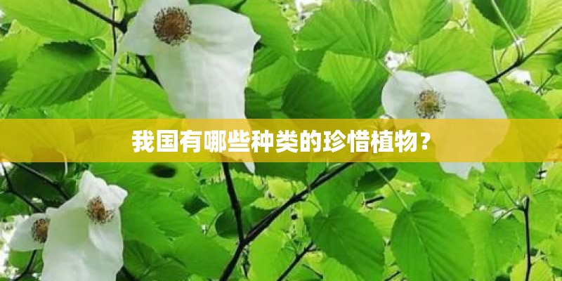我国有哪些种类的珍惜植物？