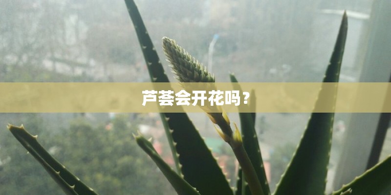 芦荟会开花吗？