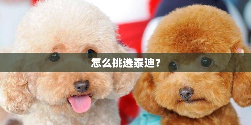 怎么挑选泰迪？
