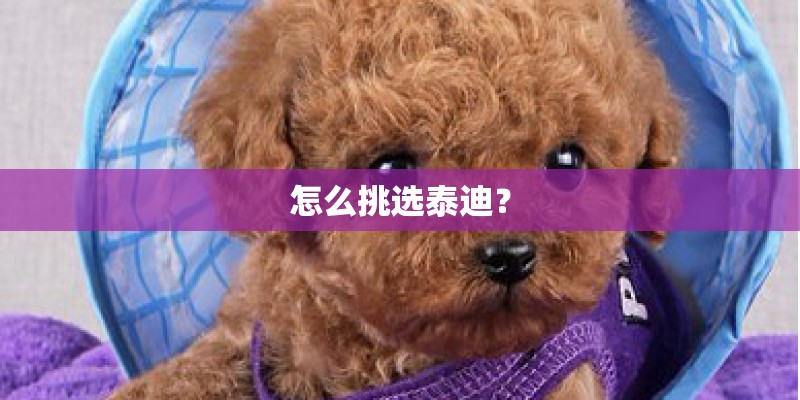 怎么挑选泰迪？