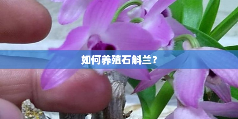 如何养殖石斛兰？