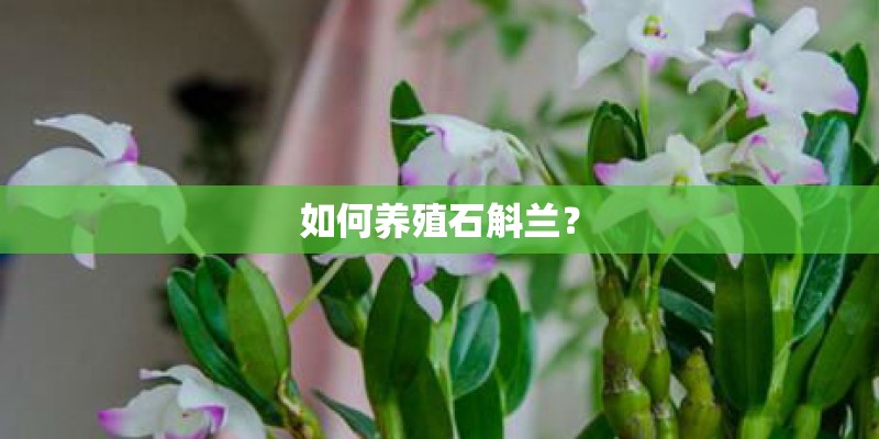 如何养殖石斛兰？