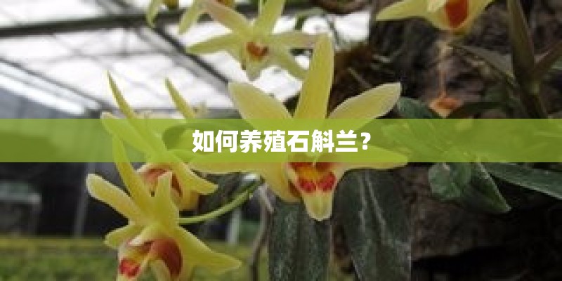 如何养殖石斛兰？