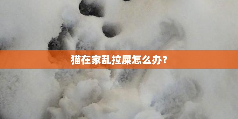 猫在家乱拉屎怎么办？