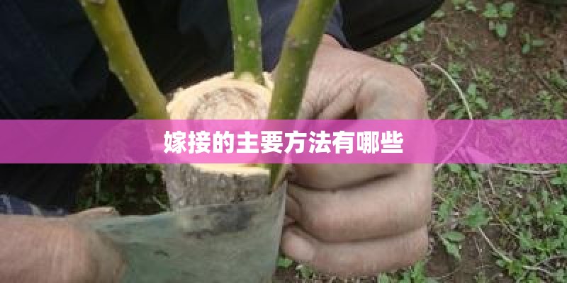 嫁接的主要方法有哪些