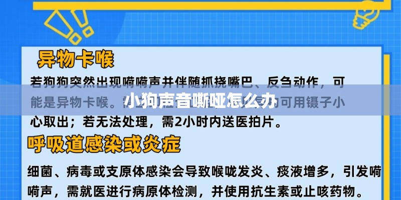 小狗声音嘶哑怎么办