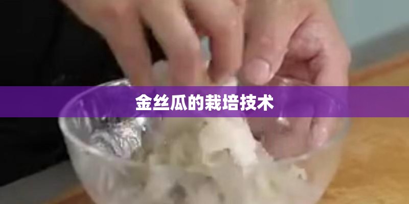 金丝瓜的栽培技术