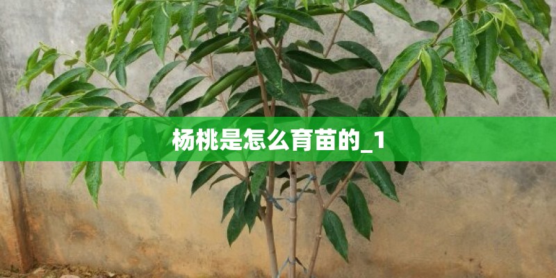 杨桃是怎么育苗的_1