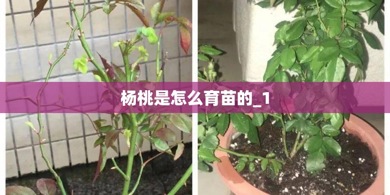 杨桃是怎么育苗的_1