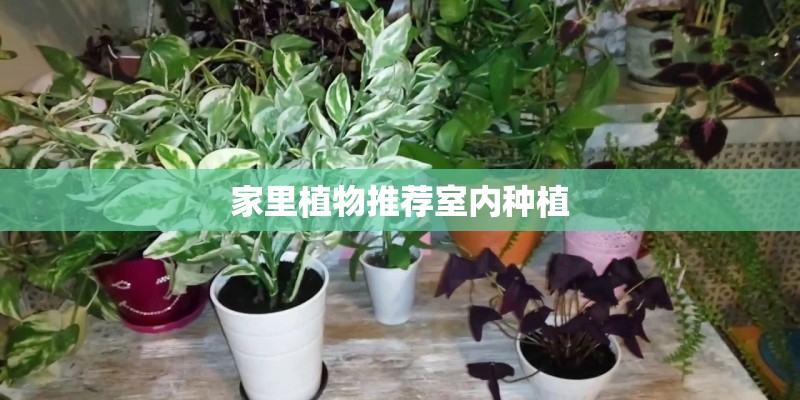 家里植物推荐室内种植