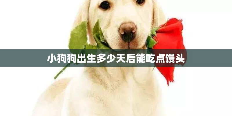 小狗狗出生多少天后能吃点馒头