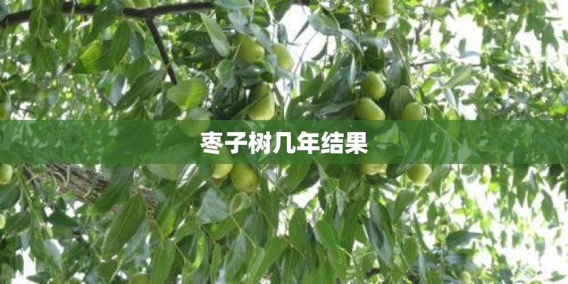 枣子树几年结果