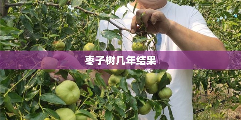 枣子树几年结果