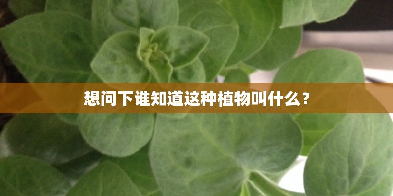 想问下谁知道这种植物叫什么？