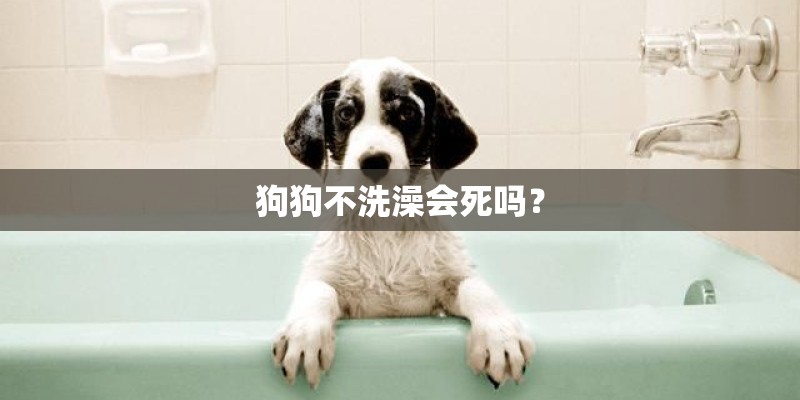 狗狗不洗澡会死吗？