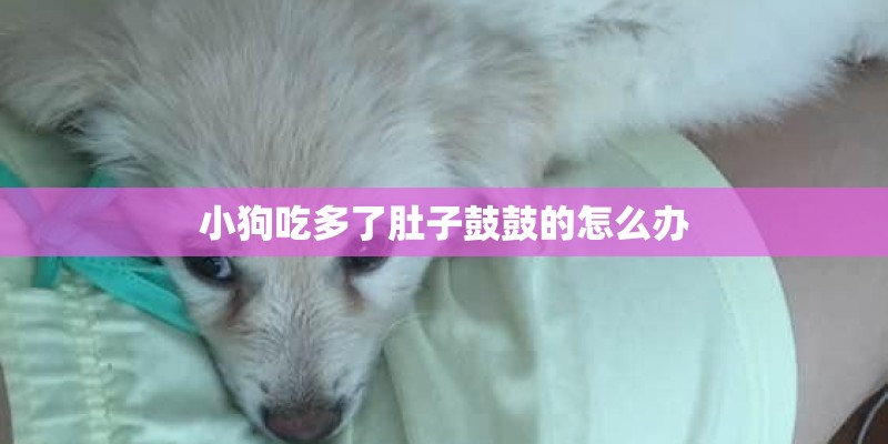 小狗吃多了肚子鼓鼓的怎么办