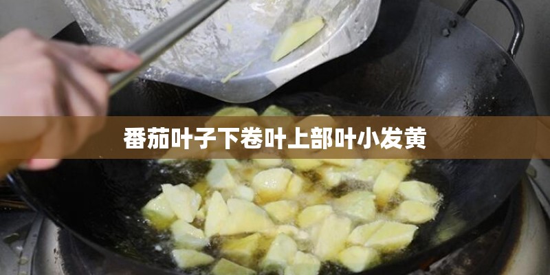 番茄叶子下卷叶上部叶小发黄 番茄叶子下卷叶上部叶小发黄