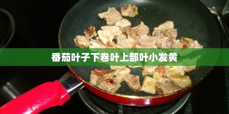 番茄叶子下卷叶上部叶小发黄 番茄叶子下卷叶上部叶小发黄