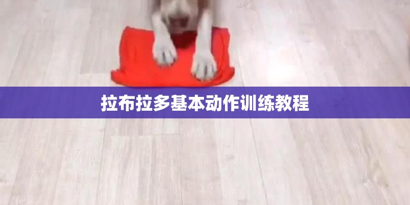 拉布拉多基本动作训练教程
