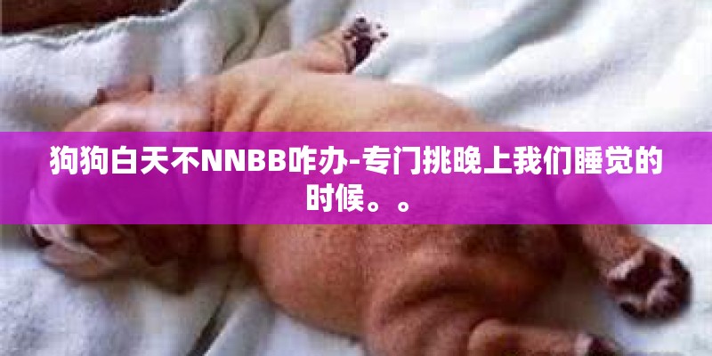 狗狗白天不NNBB咋办-专门挑晚上我们睡觉的时候。。