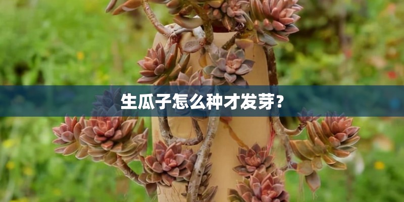 生瓜子怎么种才发芽? 生瓜子怎么种才发芽?