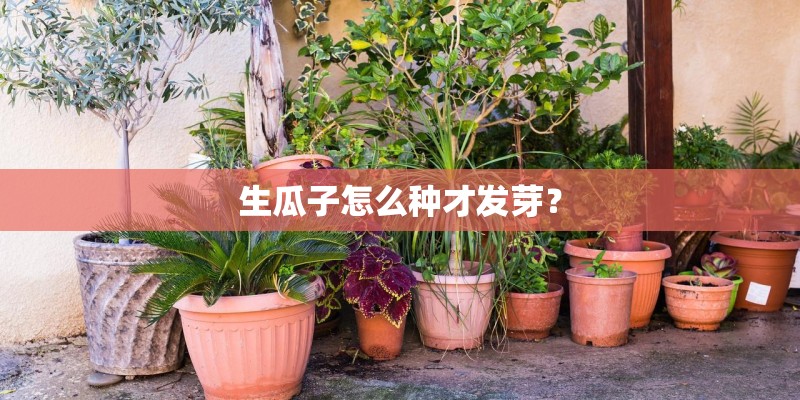 生瓜子怎么种才发芽? 生瓜子怎么种才发芽?