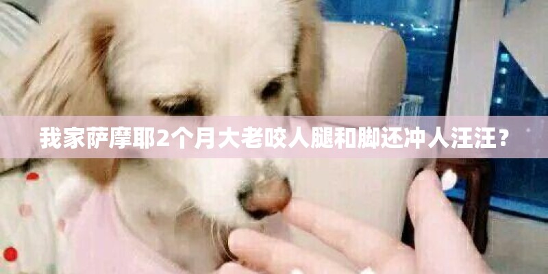 我家萨摩耶2个月大老咬人腿和脚还冲人汪汪？